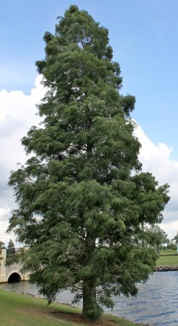 Bald Cypress