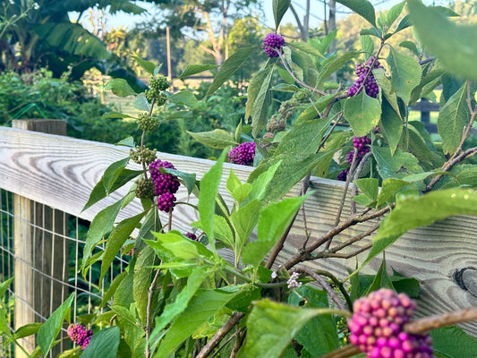 American Beauty Berry