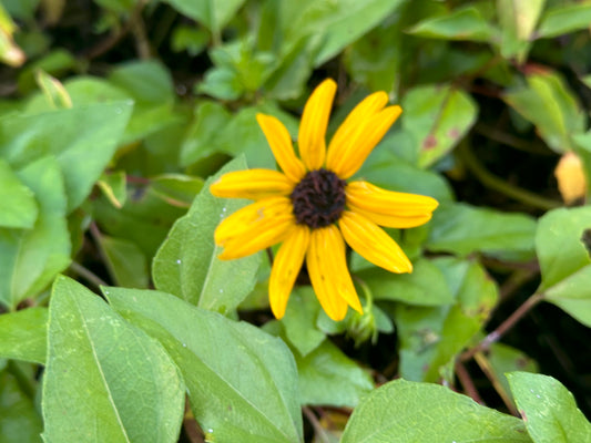 Dune Sunflower