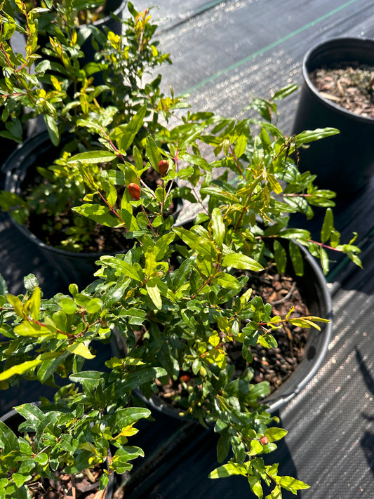 Dwarf Pomegranate