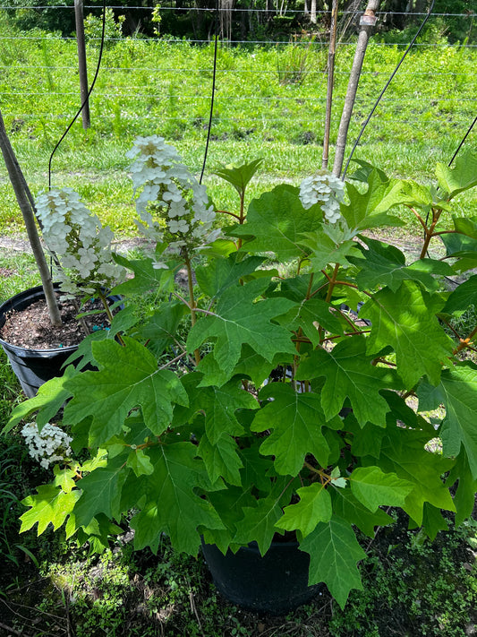 Oak Leaf Hydrangea