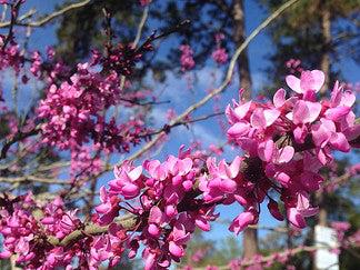 Eastern Redbud